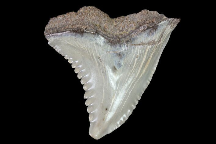 Bargain, Hemipristis Shark Tooth Fossil - Virginia #71574